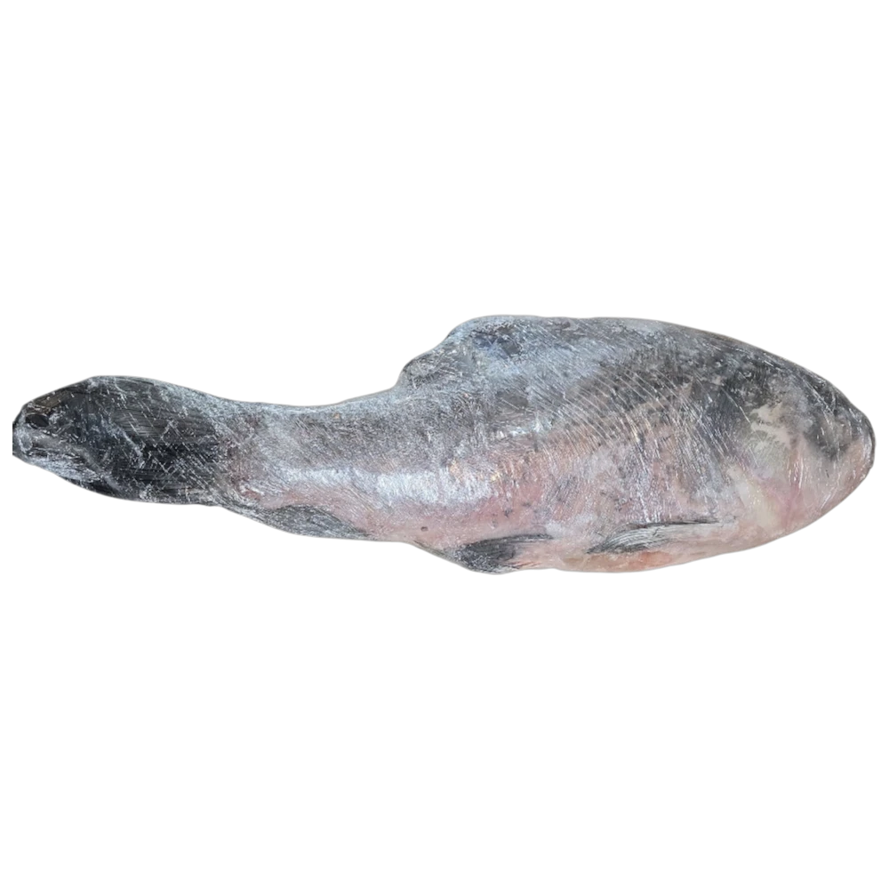 KATLA WITH HEAD 3KG UP (PER KG 8000WON)